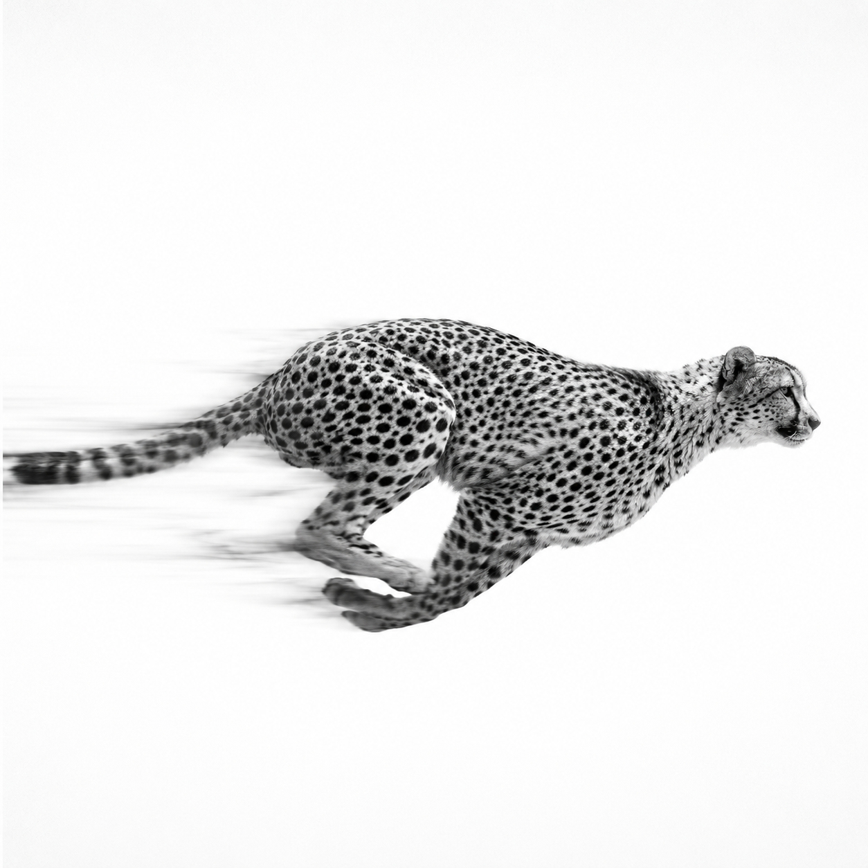 A running cheetah at full sprint, rendered as a circuit board